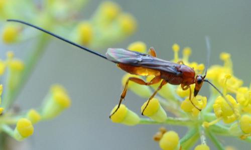 Agathis sp.